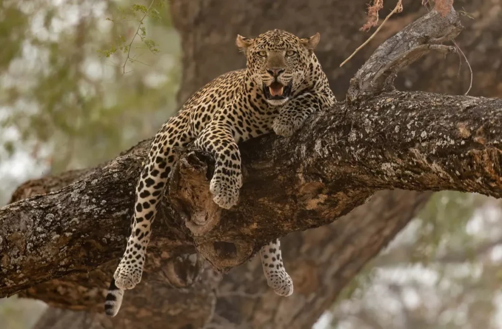 A striking leopard lays on a large tree limb, mouth open, staring into the camera