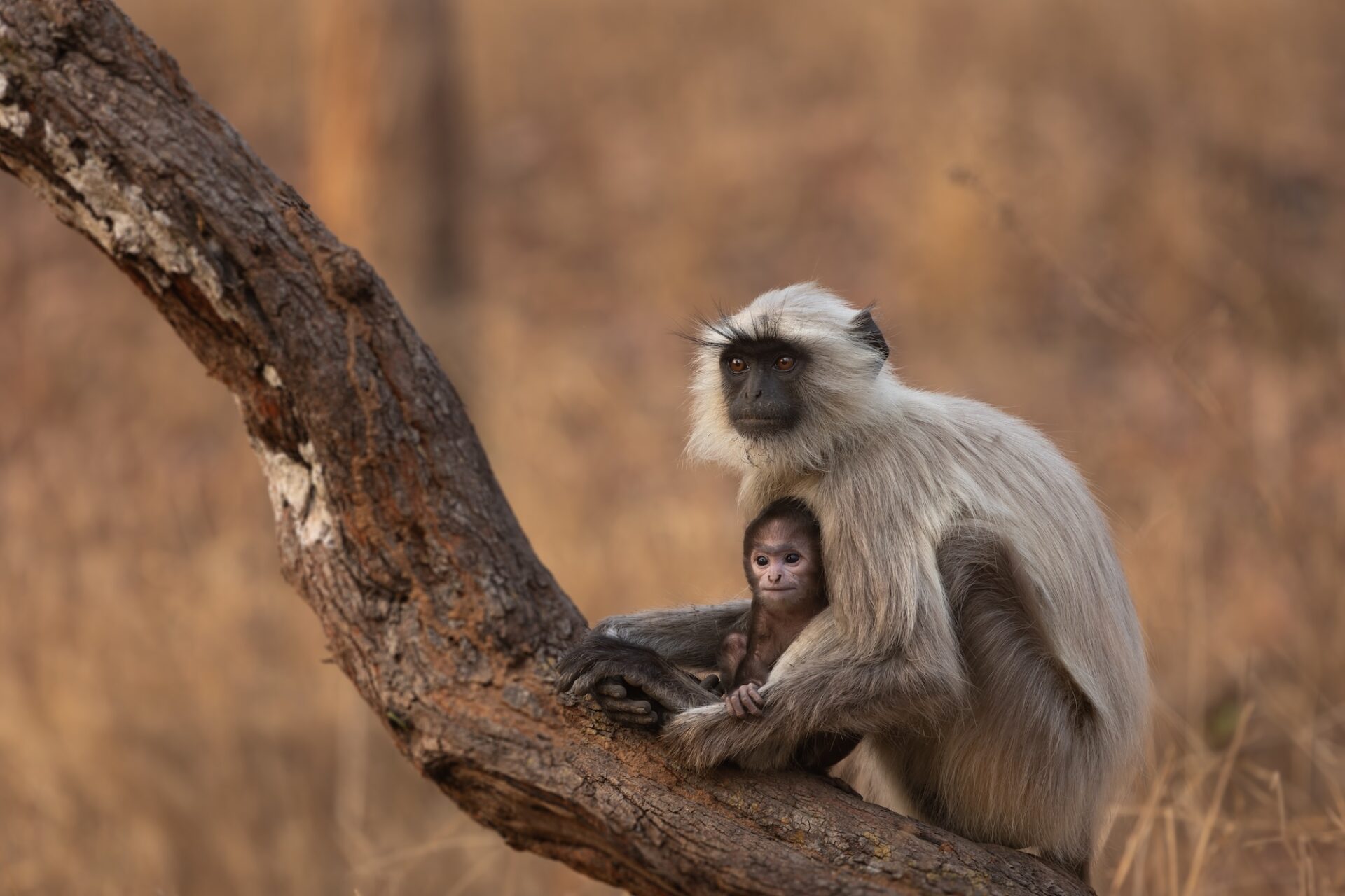 A gray langur mother and infant rest on a tree