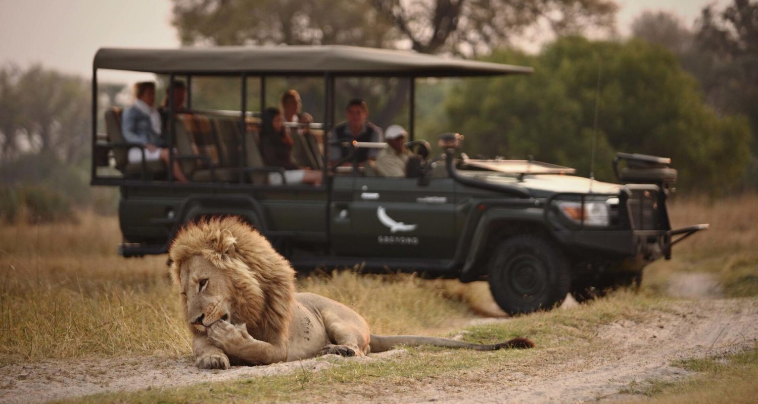 Lion spotted cleaning its paws on a game drive by AndBeyond at Sandibe Okavango Safari Lodge, Botswana