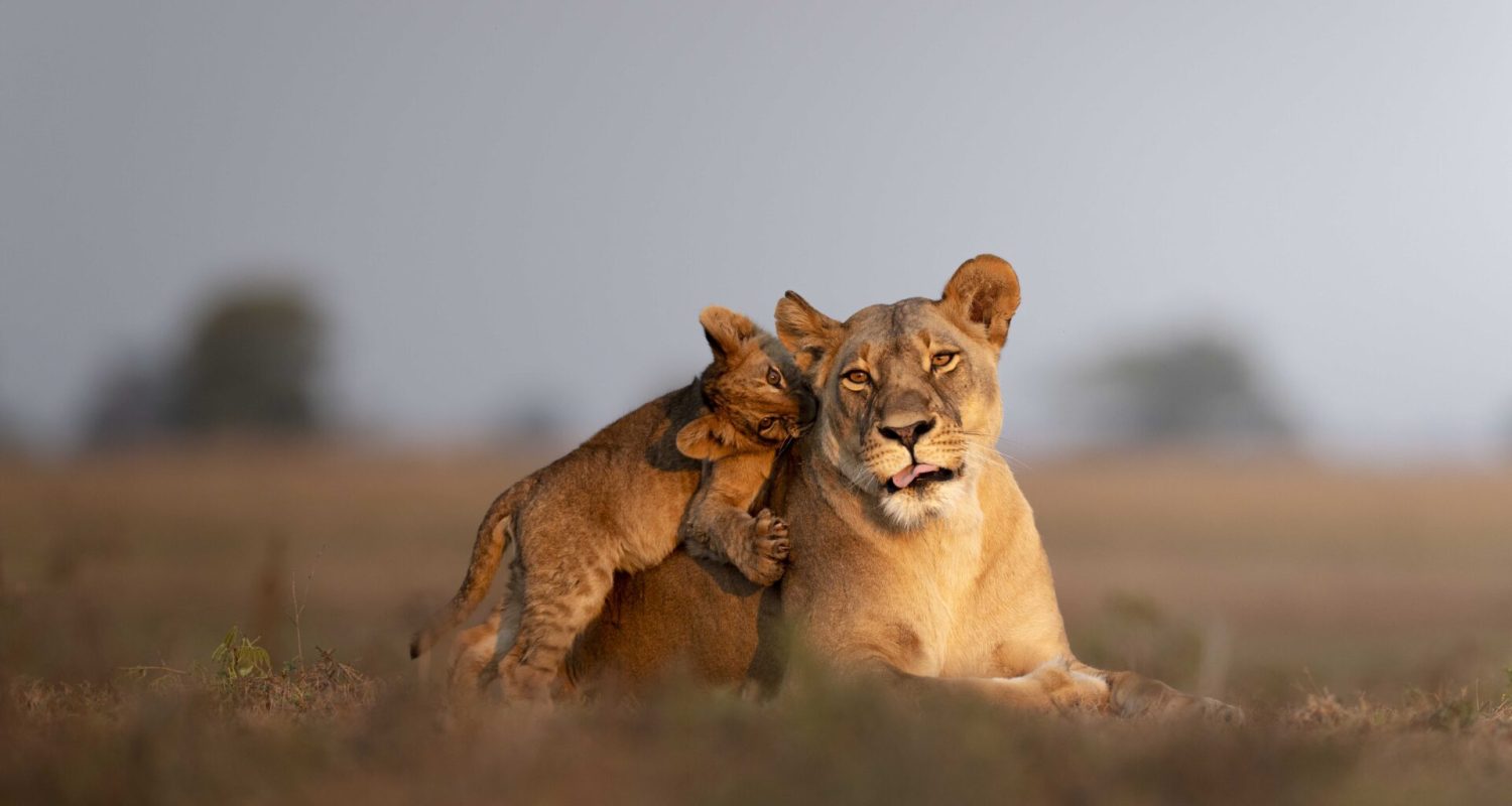 A lion cub practices its hunting skills by playfully biting its mother lioness' neck