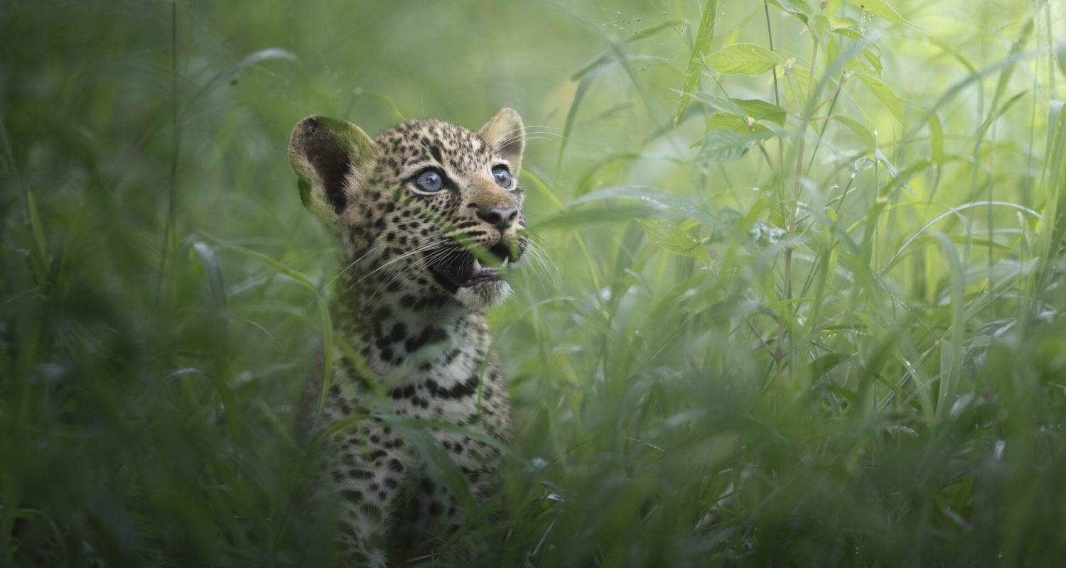 A leopard cub nestled within tall grass stares up at something interesting