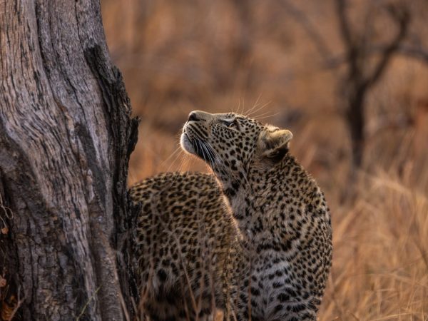 Luxury South Africa Safaris with Conservation Impact