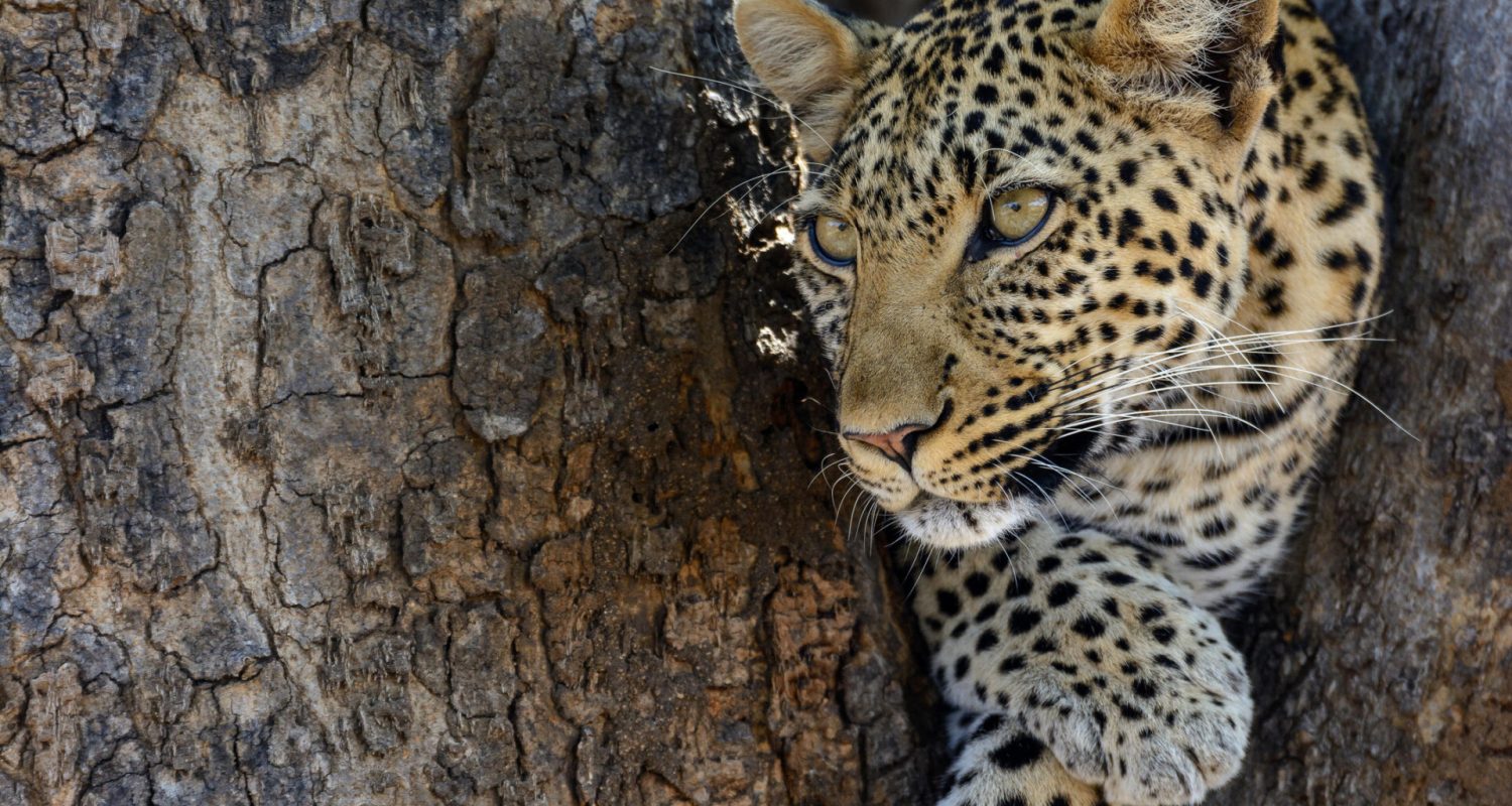 Credit: Jabali Ridge, Tanzania