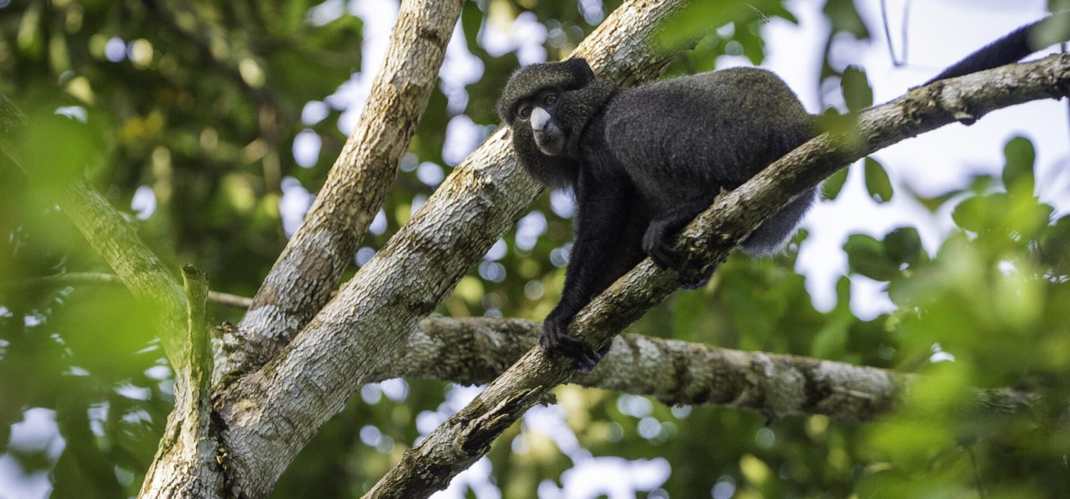 Credit: Lango Lodge, Congo