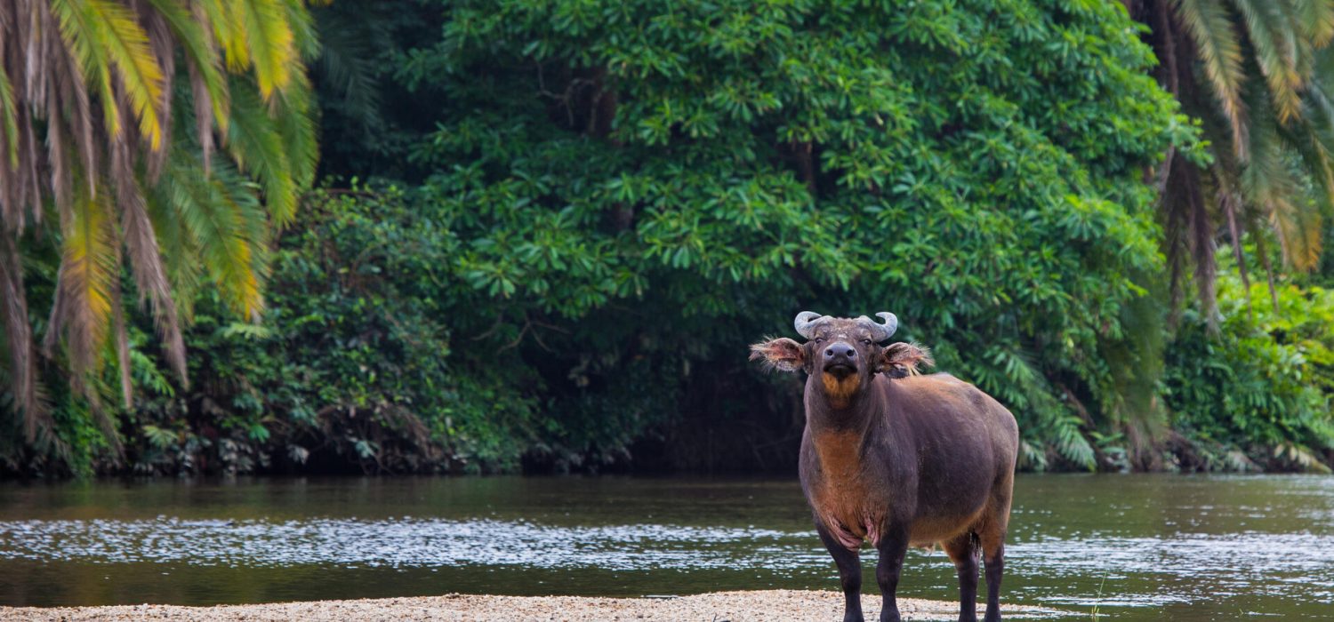 Credit: Lango Lodge, Congo