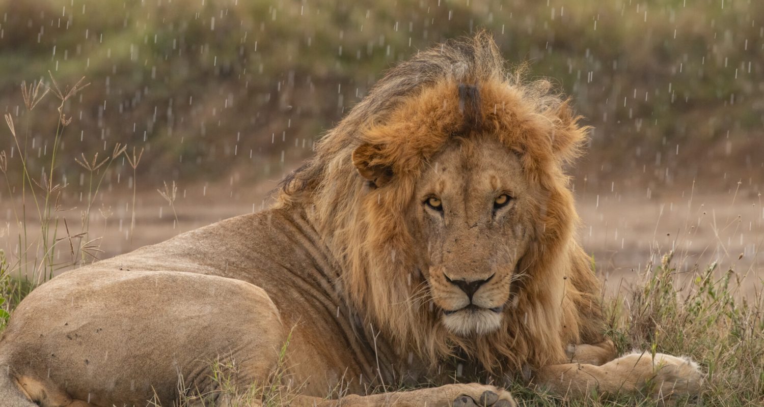 A large male lion lounges in the rain
