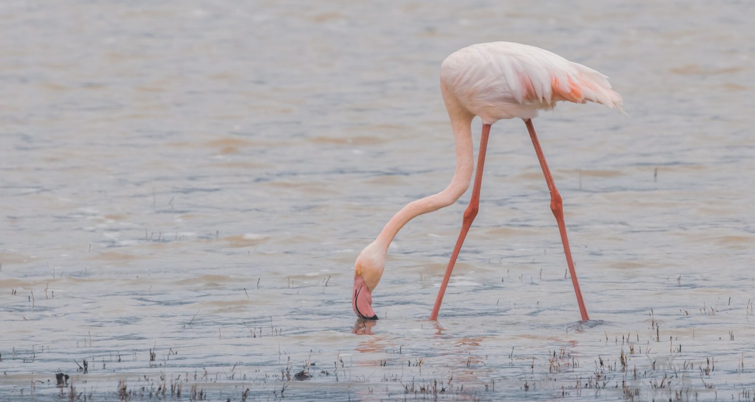 Pink flamingo feeds in the waters of Tanzania