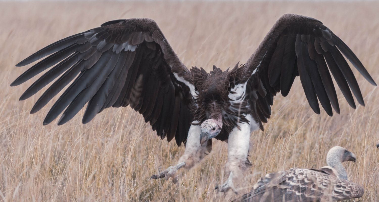 Vulture landing in Tanzania
