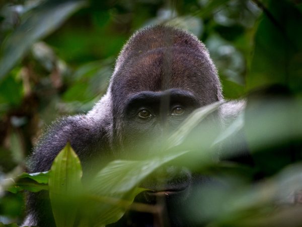 Gorilla peeks through tree leaves