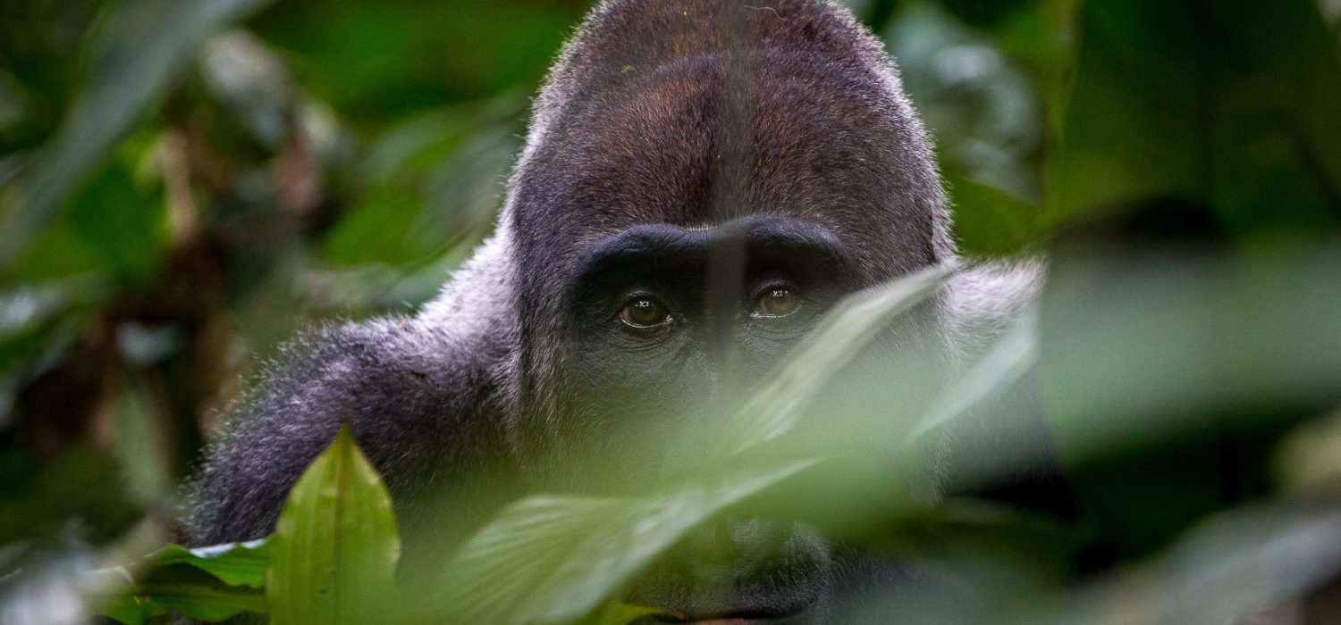 Gorilla peeks through tree leaves