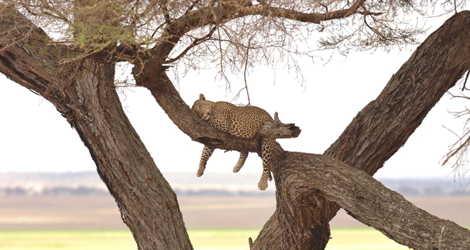 Credit: Olivers Camp, Tanzania