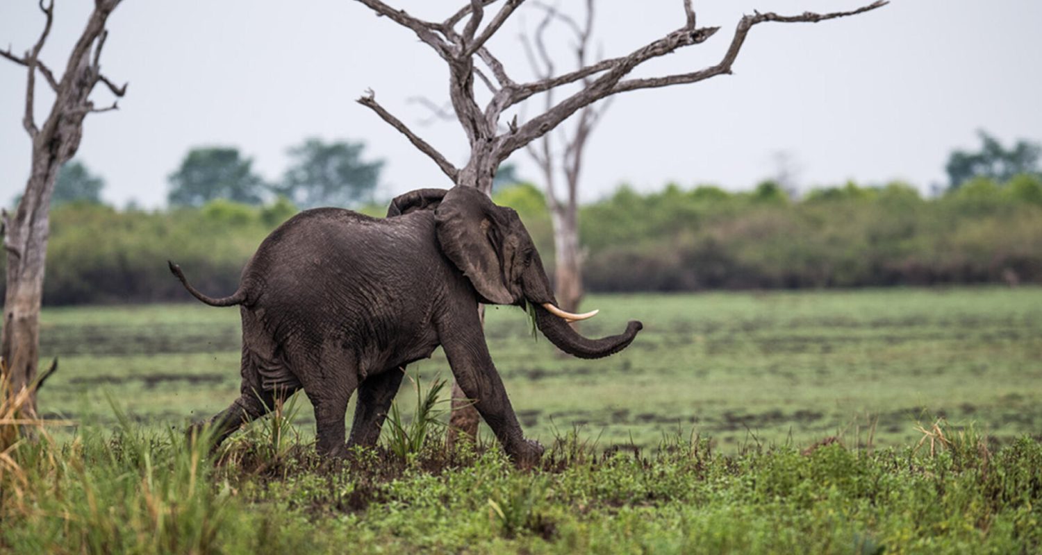 Credit: Roho Ya Selous, Tanzania