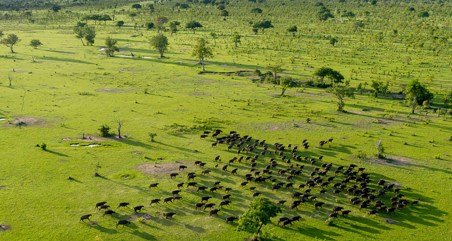 Credit: Roho Ya Selous, Tanzania