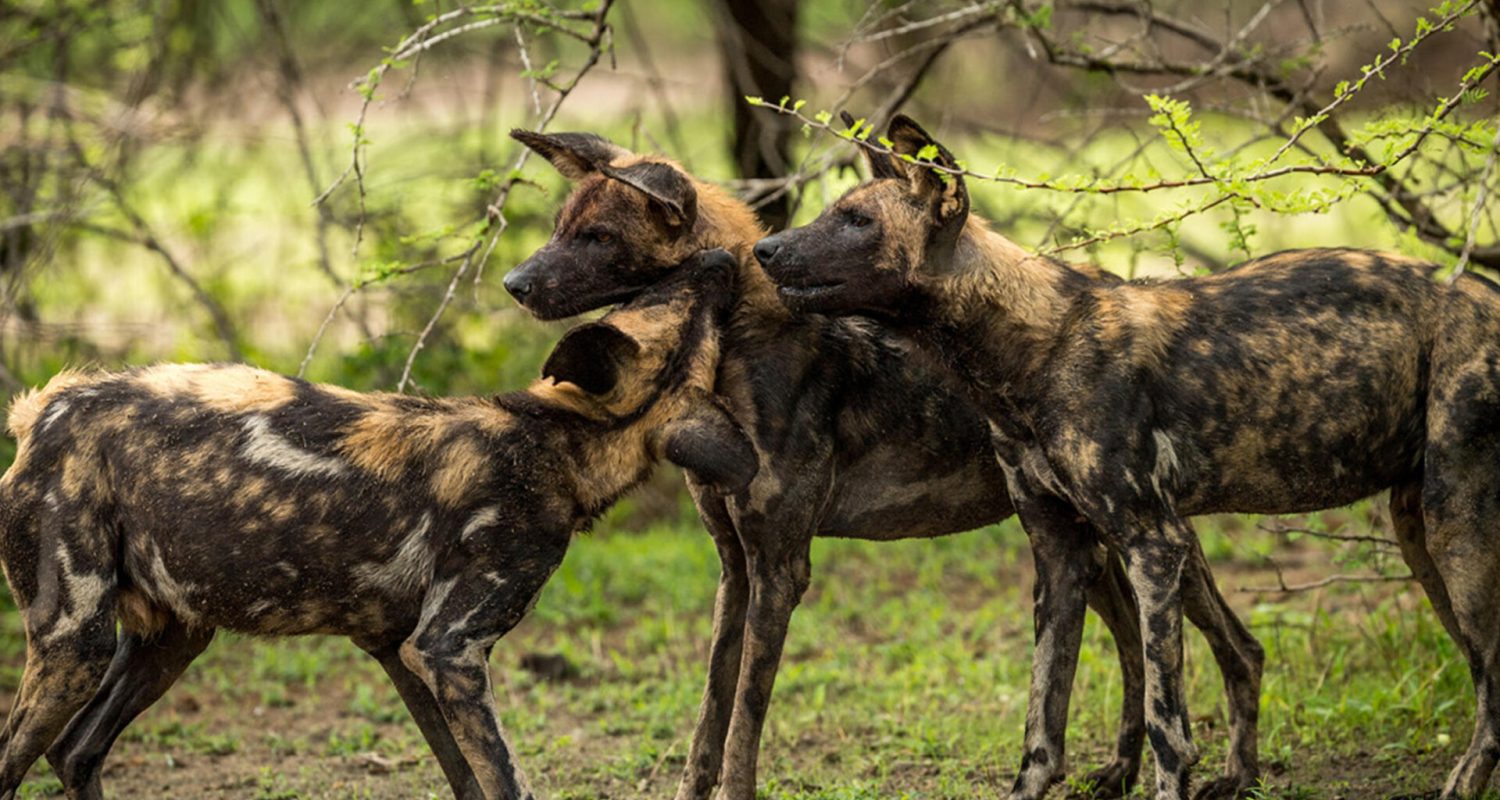 Credit: Roho Ya Selous, Tanzania