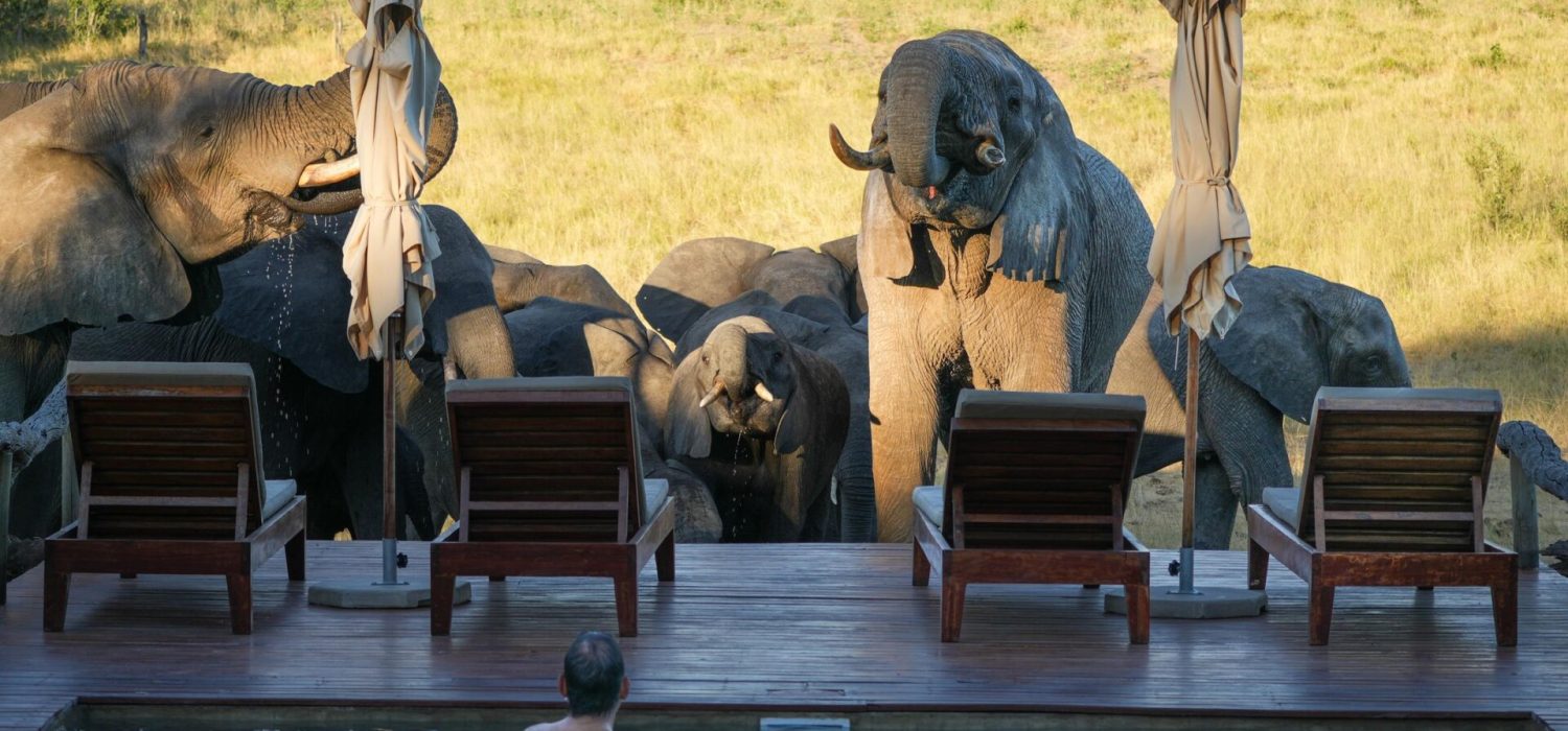 Credit: Bush Camp Somalisa, Zimbabwe