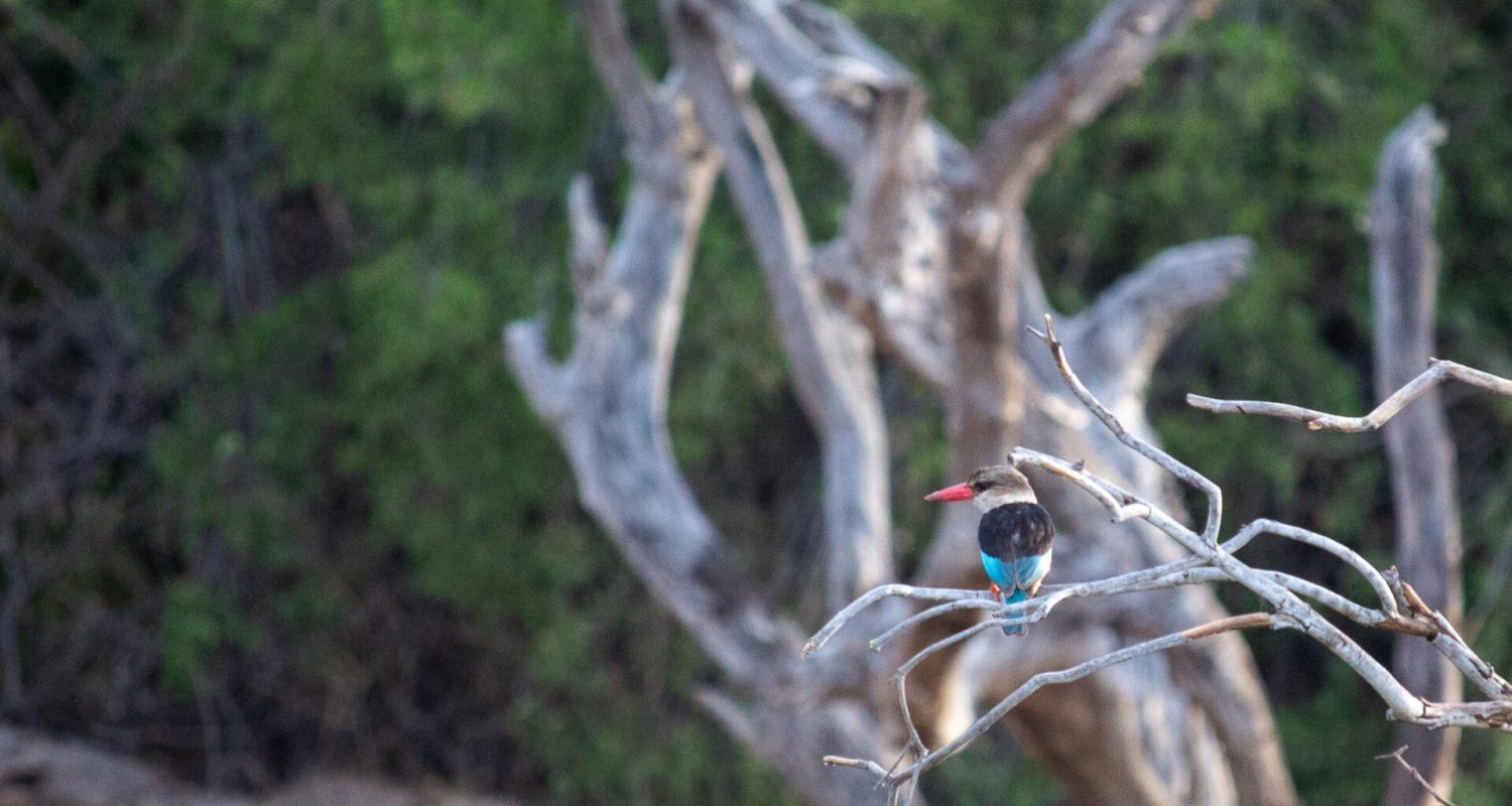 Credit: Thorntree River Lodge, Zambia
