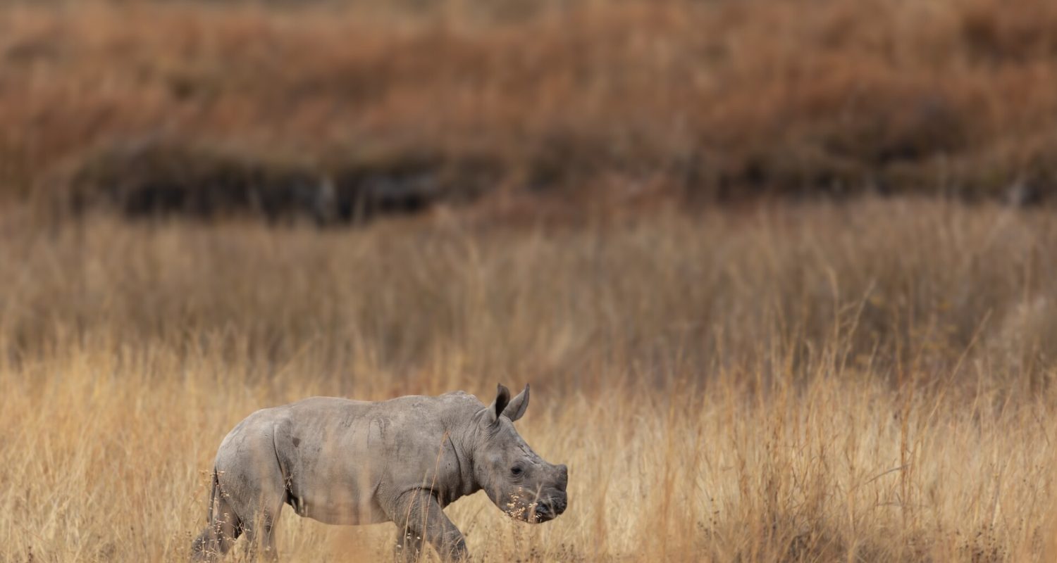 A baby rhino walks through grass in South Africa
