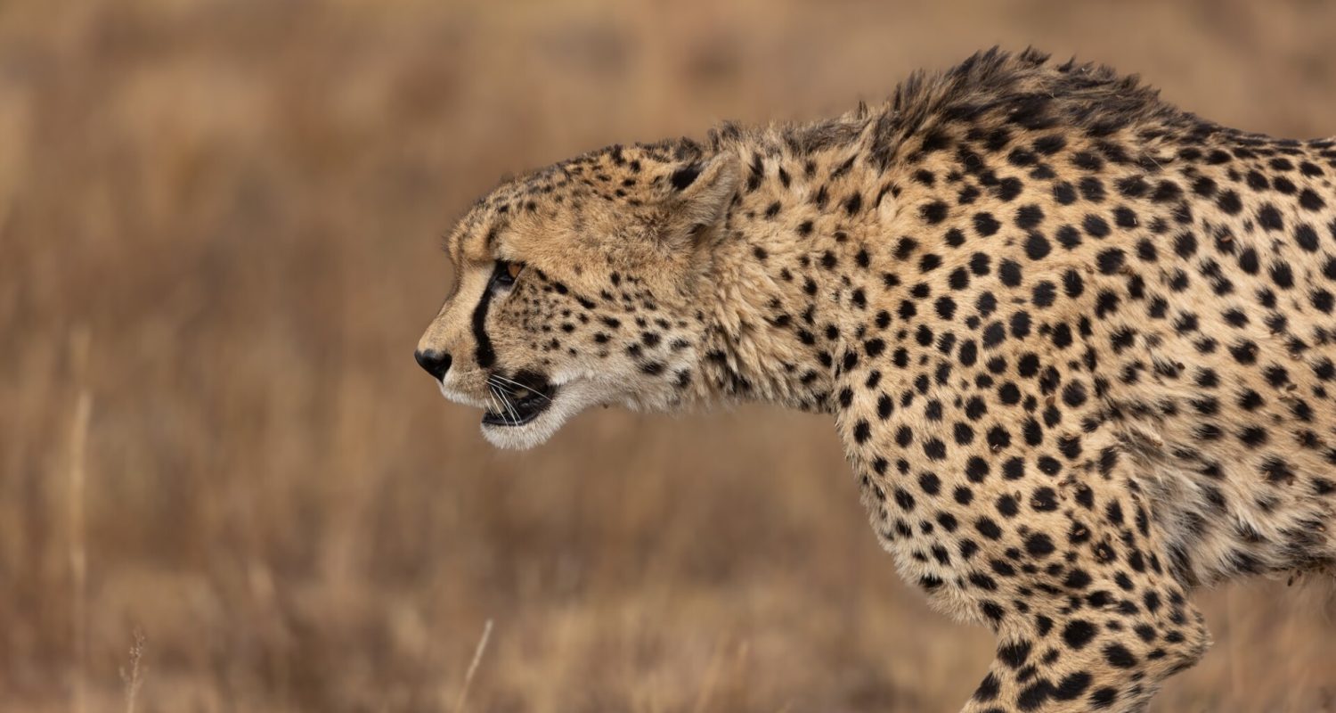 Side profile of a cheetah as it prowls for food in South Africa
