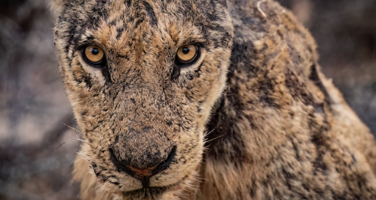 Close up of the face of a male lion in South Afirca
