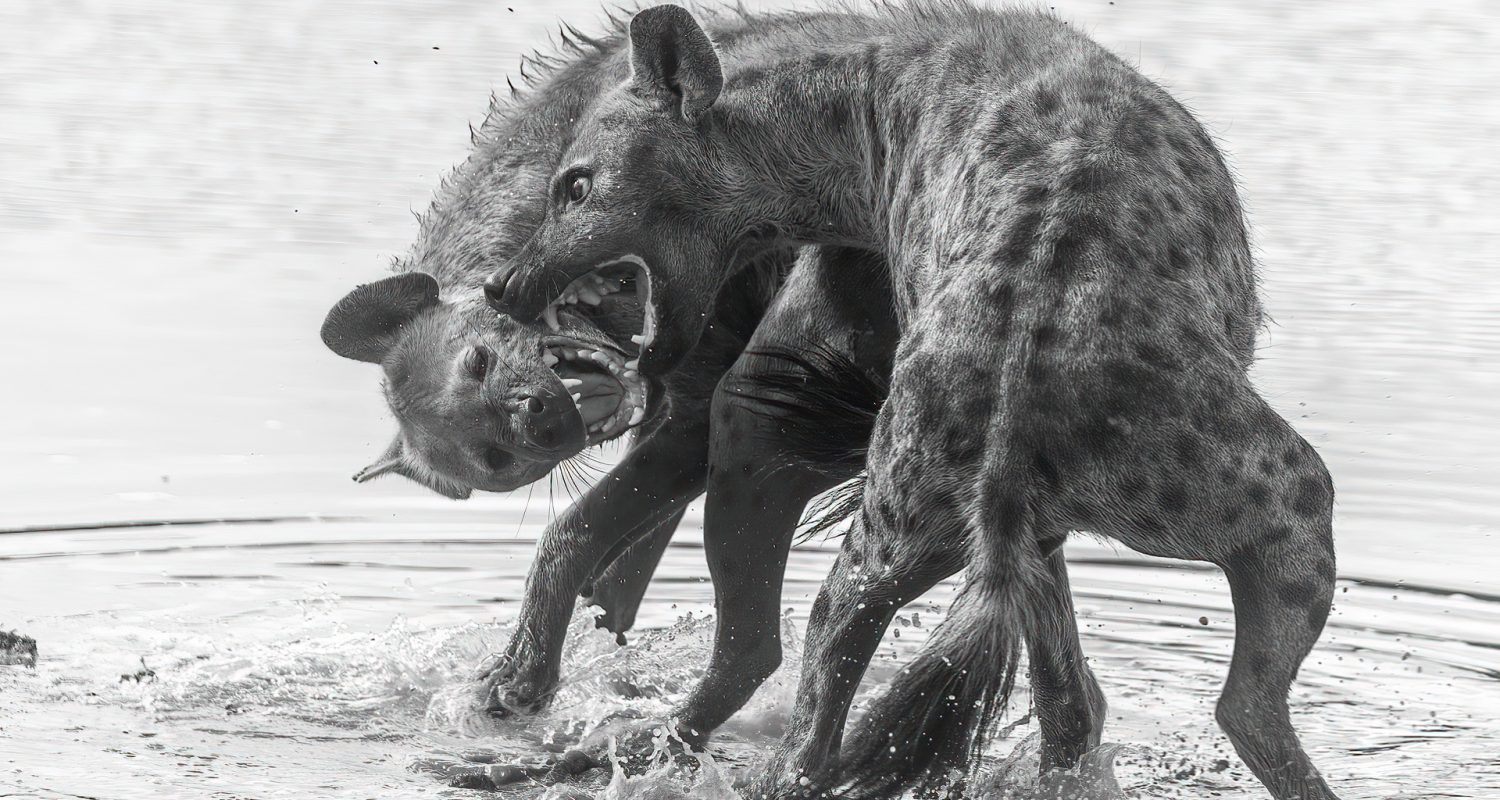 Two spotted hyenas in South Africa, fighting standing in water, in black and white