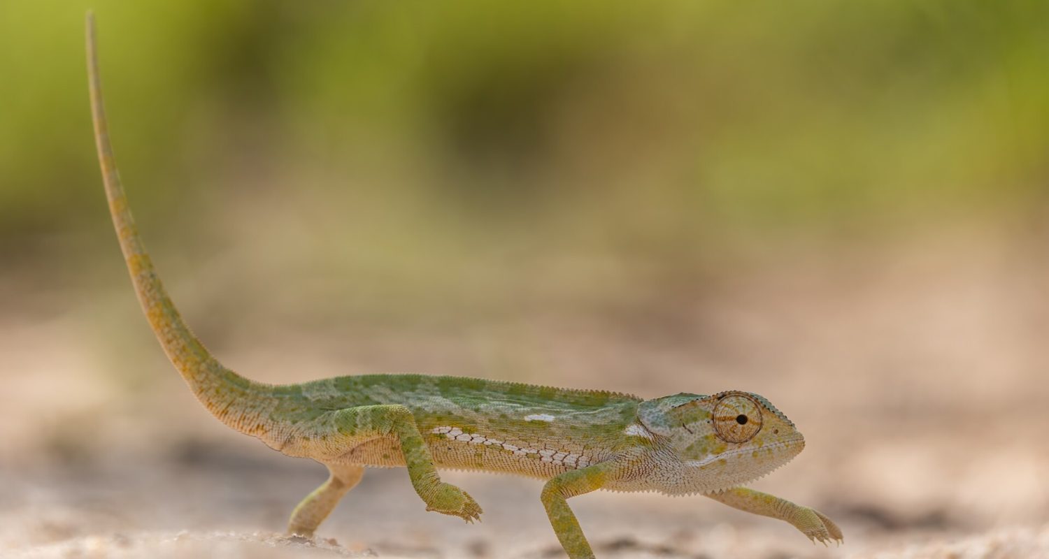 A chameleon walks along the ground, photographed on a walking safari in South Africa