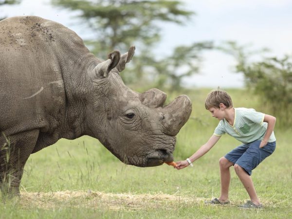 A boy leans forward to feed a carrot to a rhino whose horns have been trimmed to prevent poaching