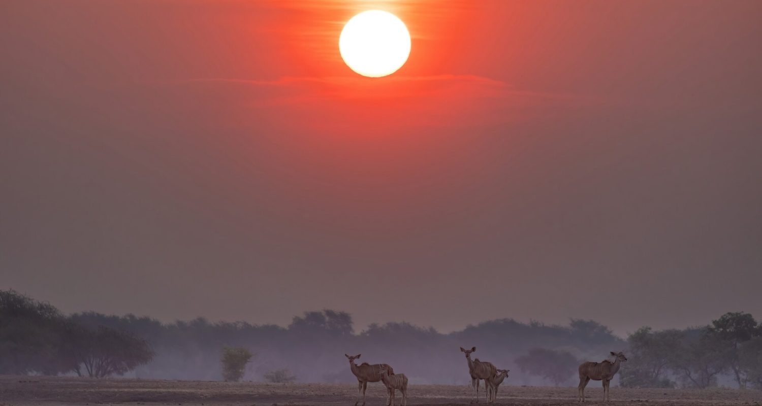 A savannah at sunset in Zambia