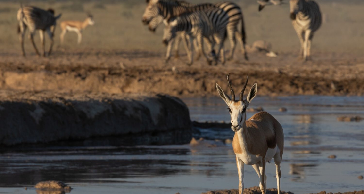A springbok stands alone at a waterhole with zebras in the background in Botswana