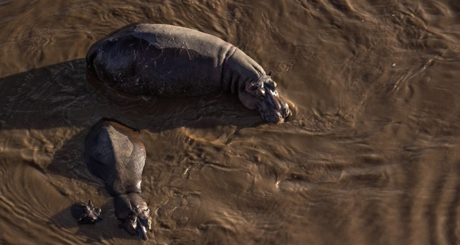 Aerial view of three hippos in water in Kenya