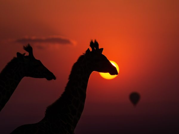Silhouette of two giraffes and a hot air balloon in the distance with a red sunset in the background in Kenya