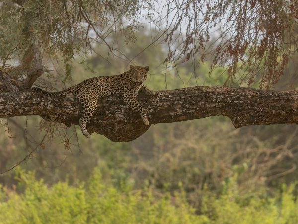 A leopard lies in wait in a tree in the Lower Zambezi